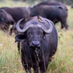 2018-07 Taita Hills Salt Lick 83