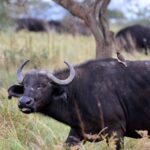 2018-07 Taita Hills Salt Lick 84