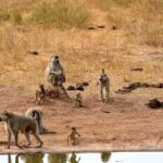 2018-07 Taita Hills Salt Lick 85