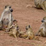 2018-07 Taita Hills Salt Lick 86