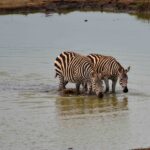 2018-07 Taita Hills Salt Lick 87