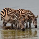 2018-07 Taita Hills Salt Lick 88