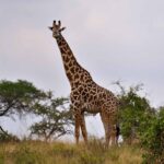 2018-07 Taita Hills Salt Lick 89