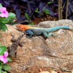 2018-07 Taita Hills Salt Lick 9