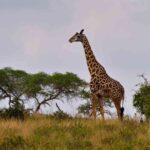 2018-07 Taita Hills Salt Lick 90