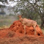 2018-07 Taita Hills Salt Lick 92