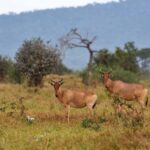 2018-07 Taita Hills Salt Lick 93