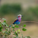 2018-07 Taita Hills Salt Lick 94