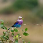 2018-07 Taita Hills Salt Lick 95